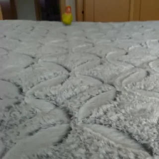 🦜