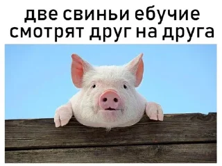 🐽