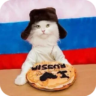 🐱