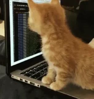 🐈