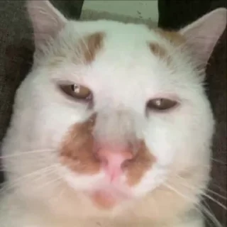 🐈‍⬛