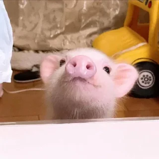 Хрюкни💗 :: @fStikBot