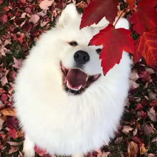 🍁