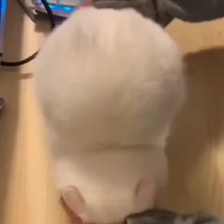 🐈
