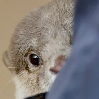 🥺