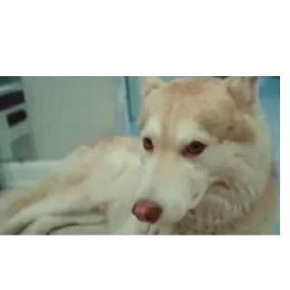 🐶