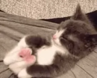 😽