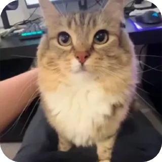 🤩