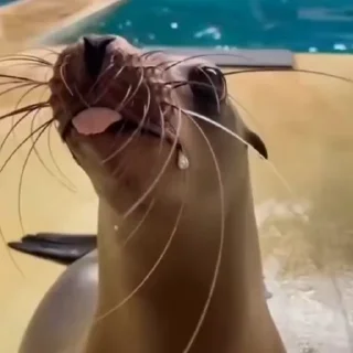🦭