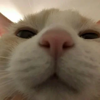 😺