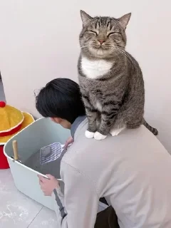 🌟