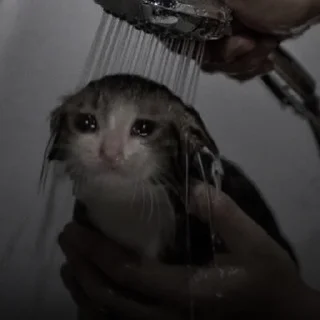 🐈‍⬛