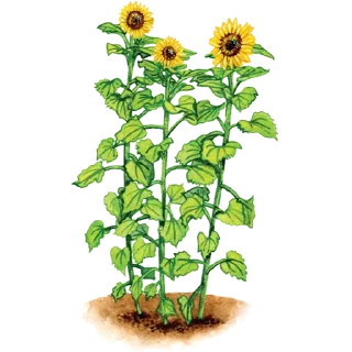 🌻