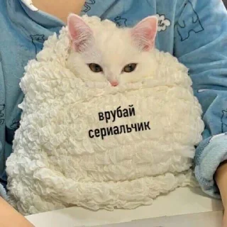 😺