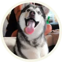 🐺 Хаски @lennysticker