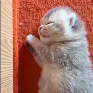 🐈