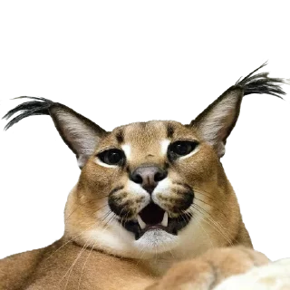 😺