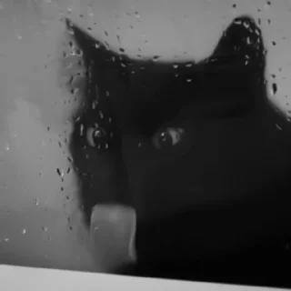 🐈‍⬛️