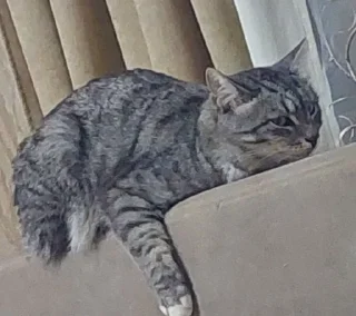 😼