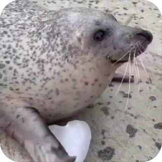 🦭
