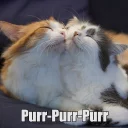 Meowkers