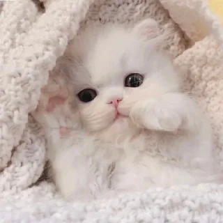 🐈