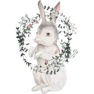 🐰