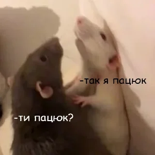 🐀