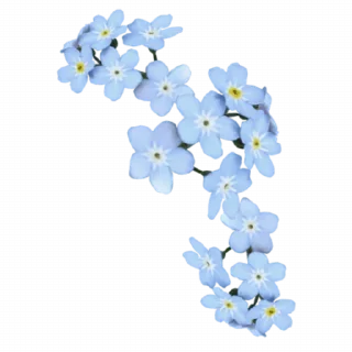 🌸