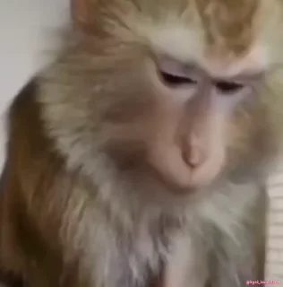 🥺