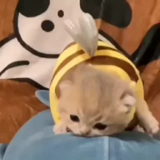 🐝