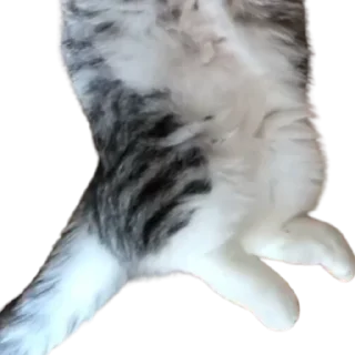😺