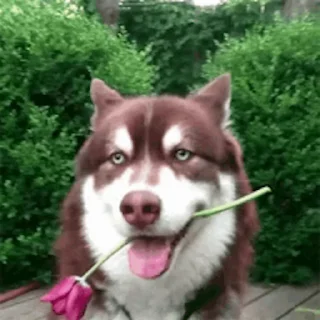 🌹