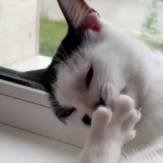 🐾