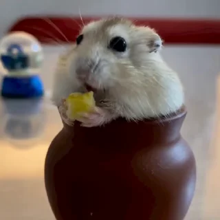🥟