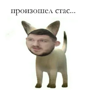 😼