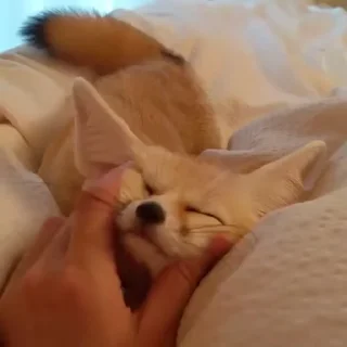 🦊