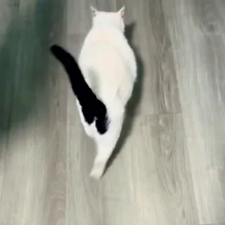 🐈