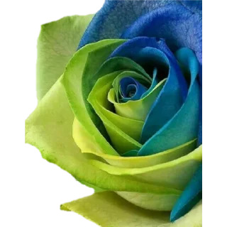 🌹