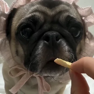 🐶