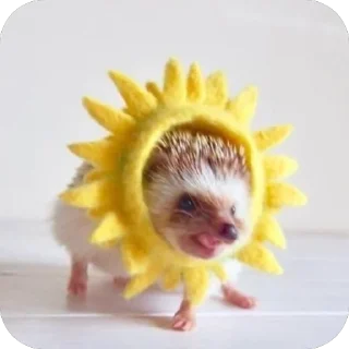 🌞