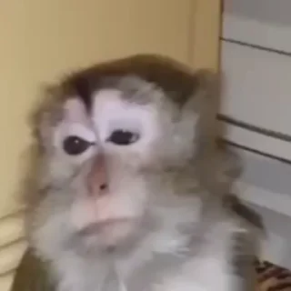 monkeys 2 by @norufx