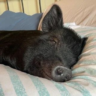 😴