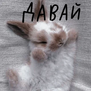 🐰