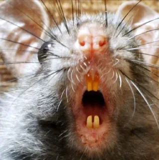 😱