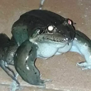 🫥