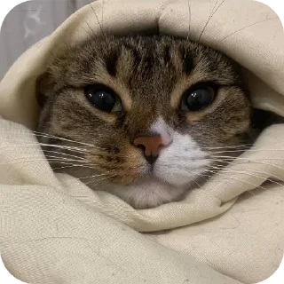 🐱