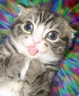 🤪