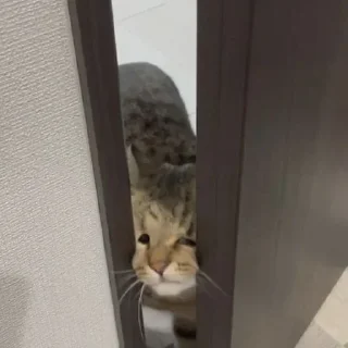 🫣