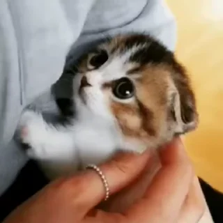 🐈